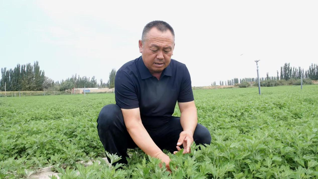 李永森正在查看艾草长势情况(张鸿 摄)