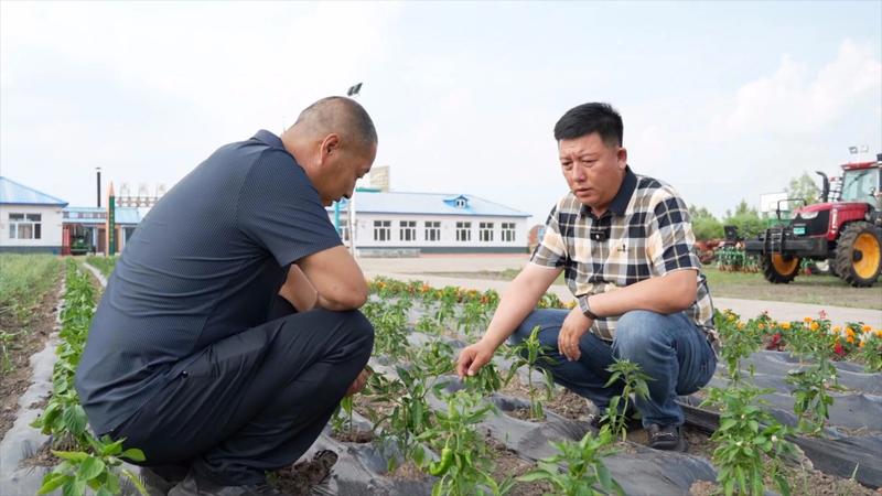 查看秧苗长势(李雨桐 摄)