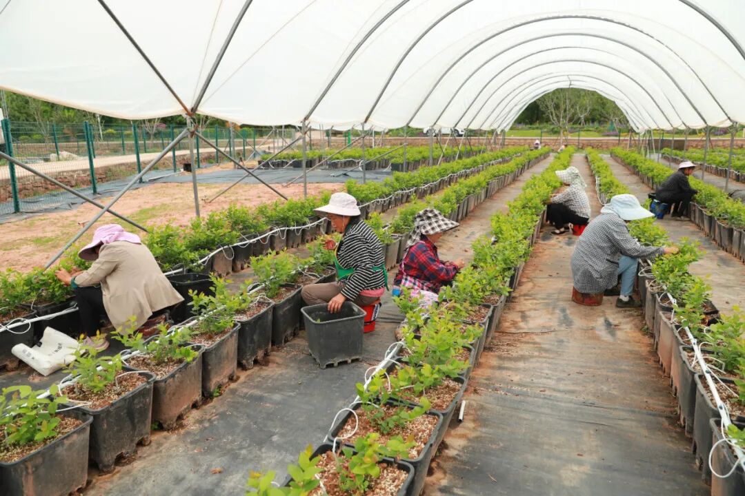 村民管护蓝莓(苗沈酌 摄)