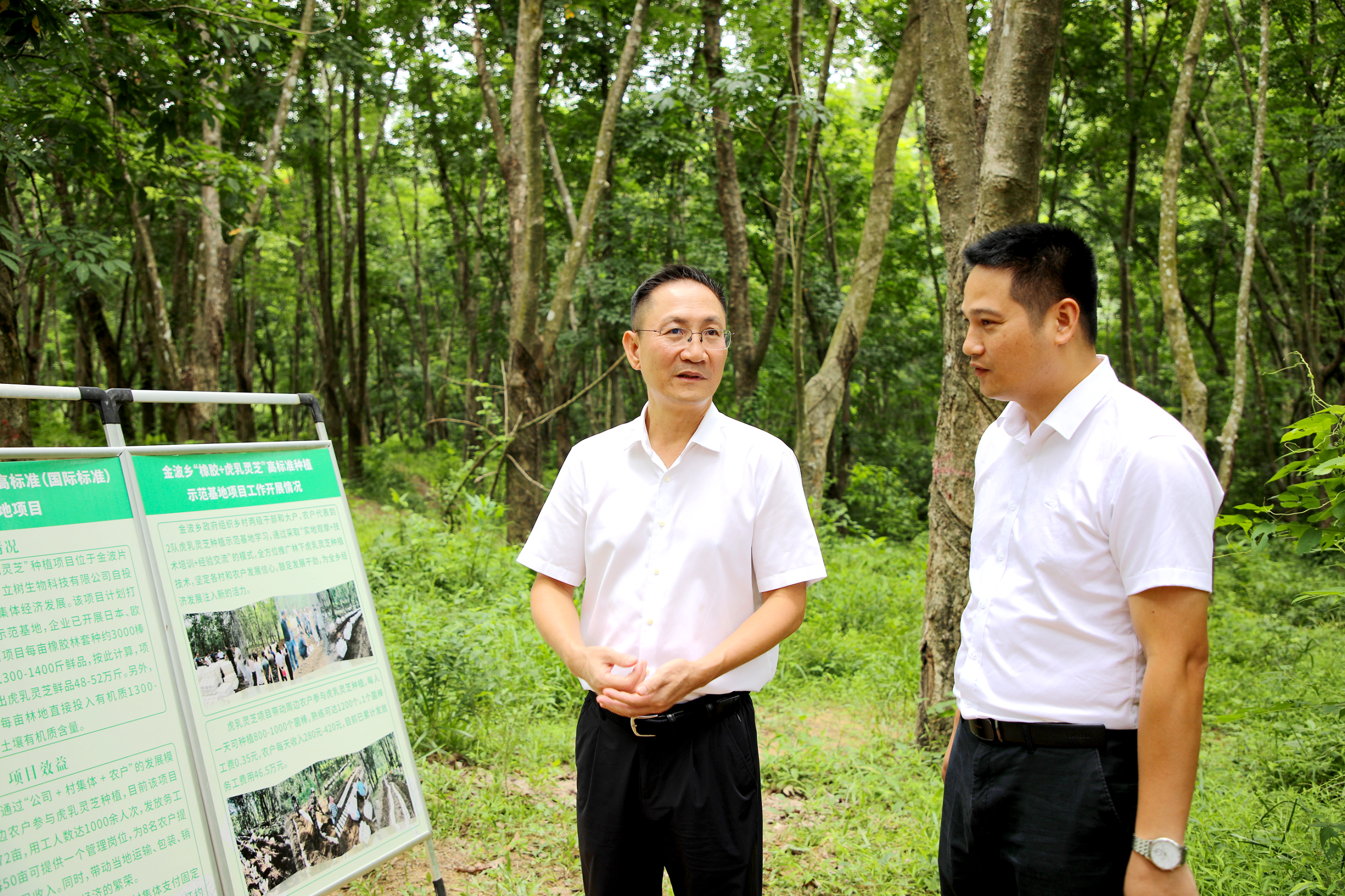 孙德震前往金波乡“橡胶+虎乳灵芝”复合种植示范基地,查看特色产业发展情况。(符俏剑 摄)