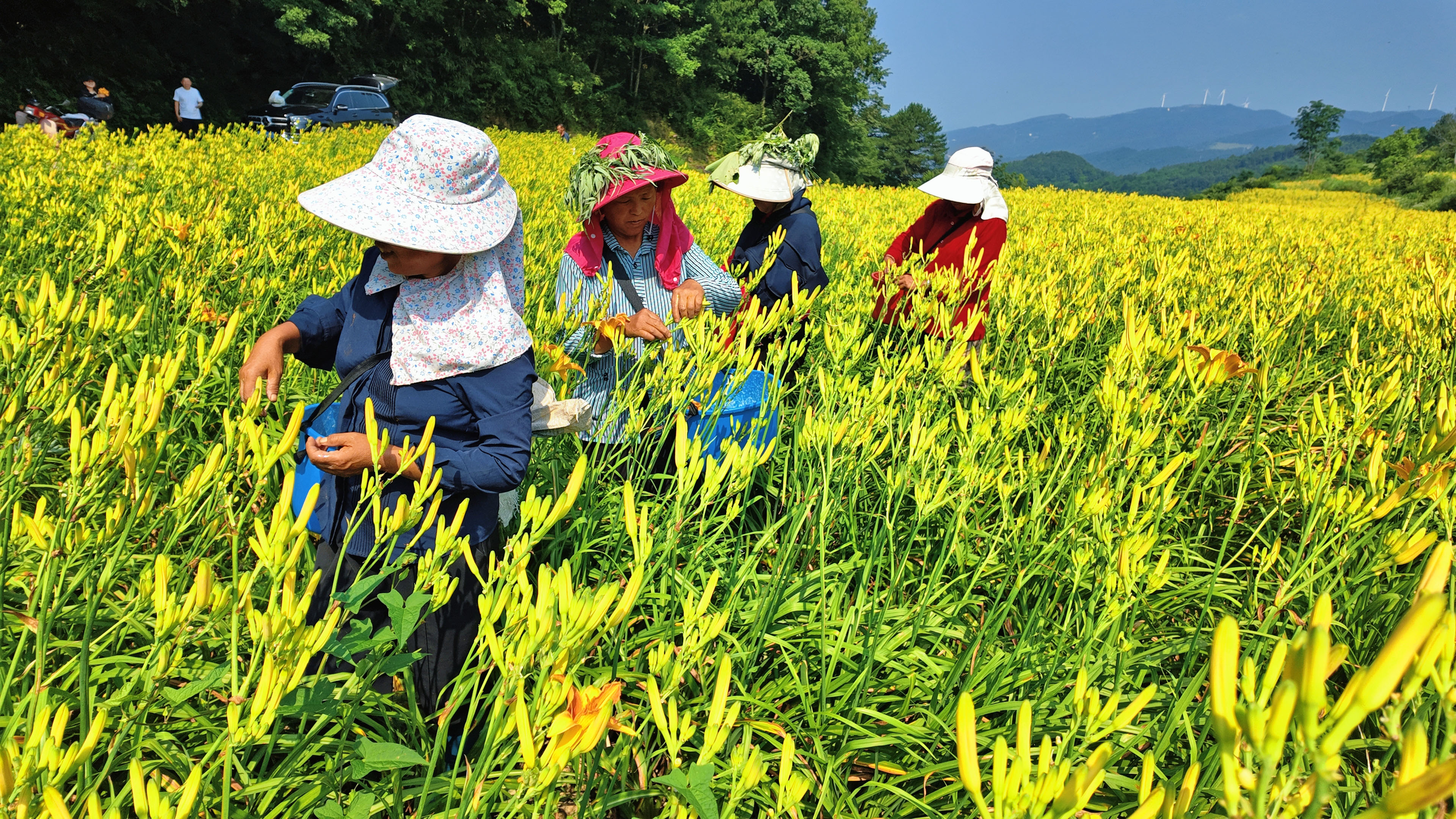 村民采收黄花 (李霞 摄)
