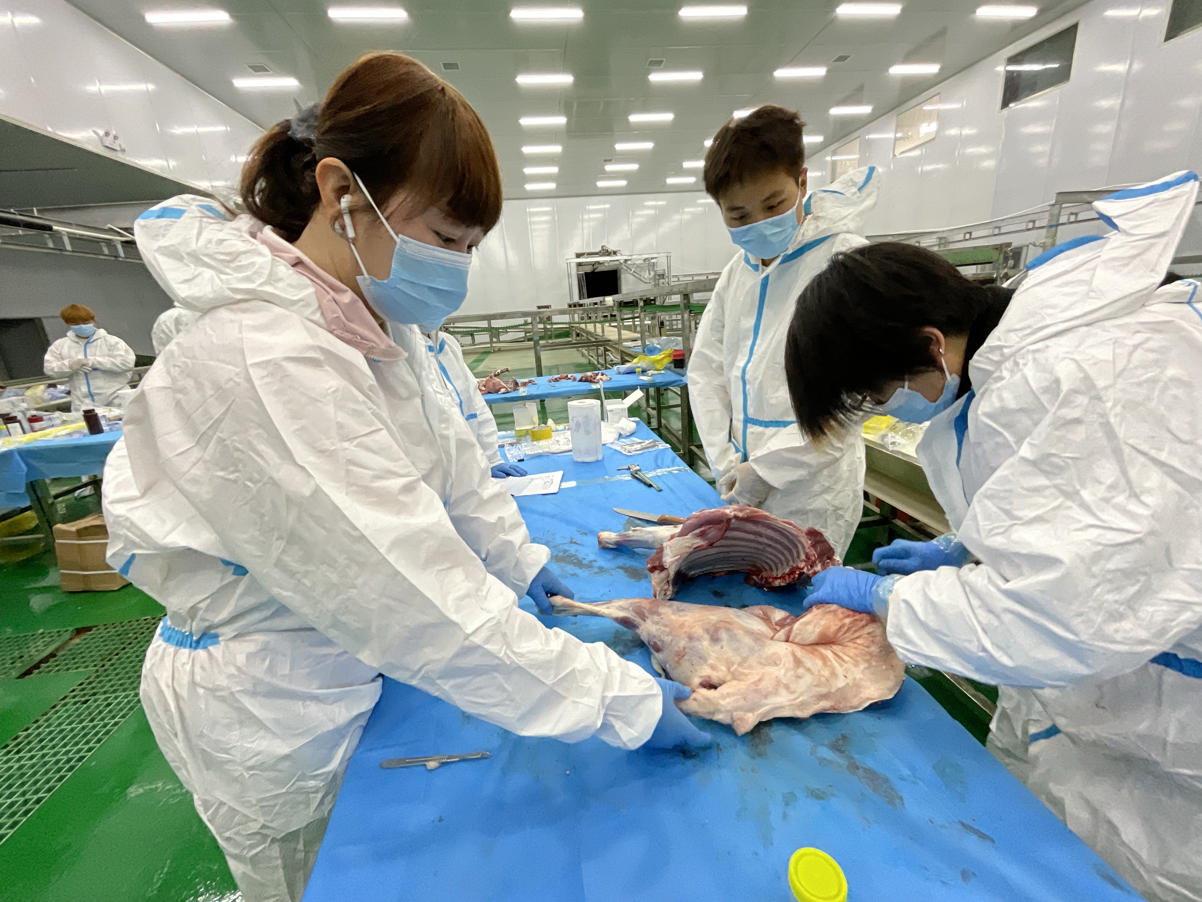 盐碱地藏羊养殖实验——6月龄羔羊肉脂肪组织取样(申维祖 摄)