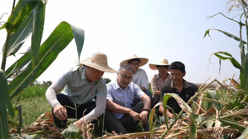 福建农林大学师生与农户在地里讨论交流(蔡若凡 摄)