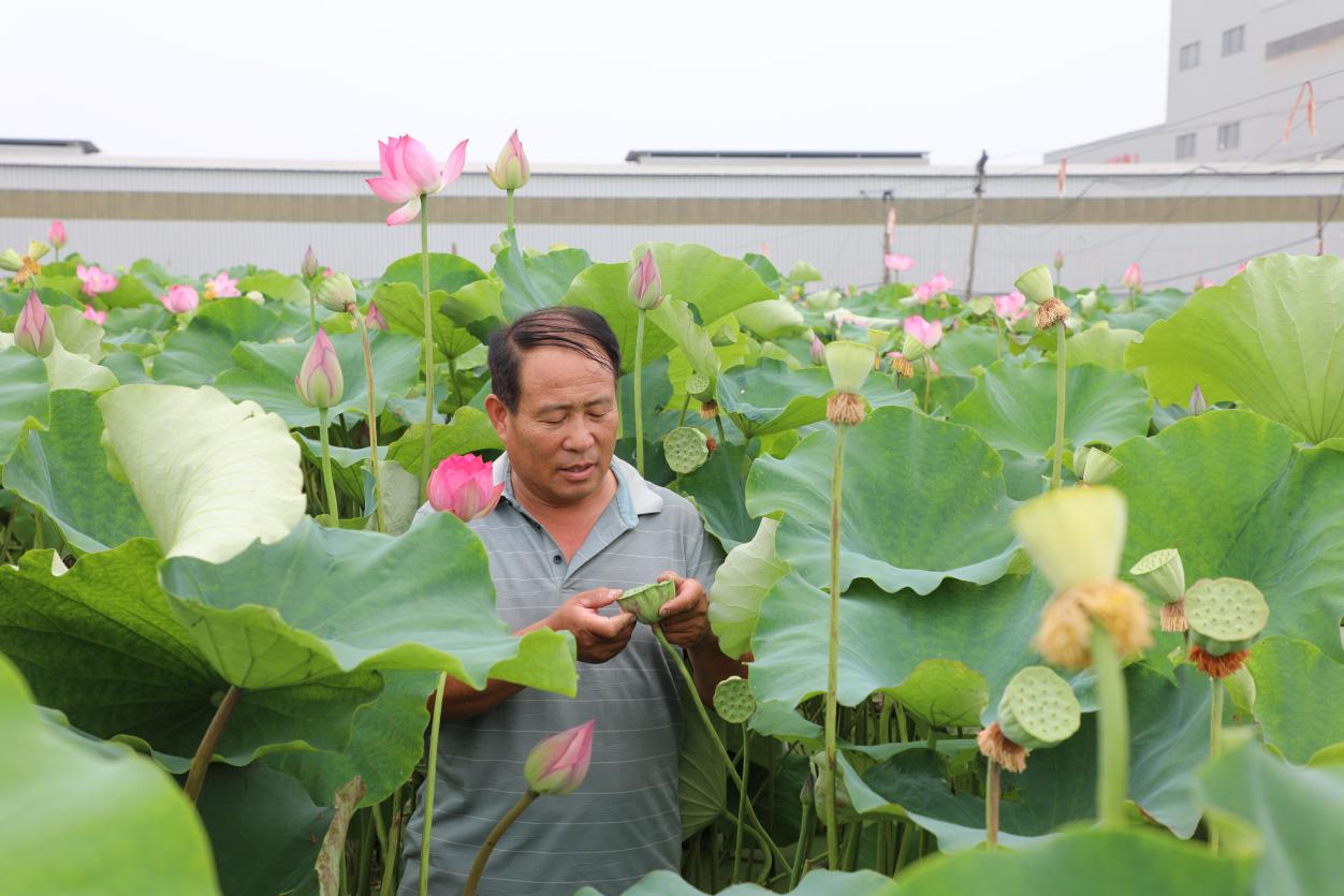 鱼台县清河镇磨盘莲种植基地负责人张志龙查看莲蓬长势(张子洋 摄)