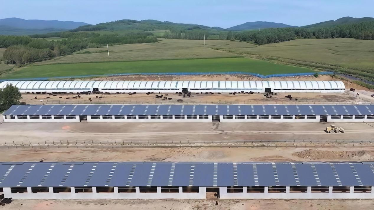 万嘉养殖肉牛养殖基地(徐嘉徽 摄)