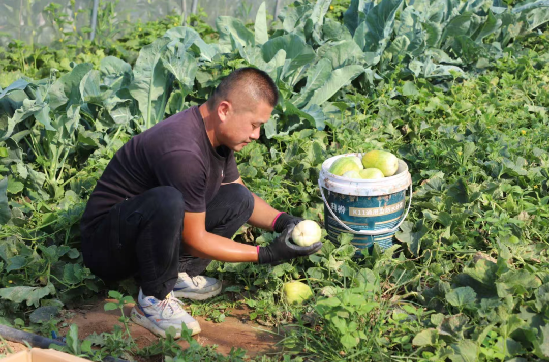 种植户在大棚内采摘香瓜(刘婷玉 摄)