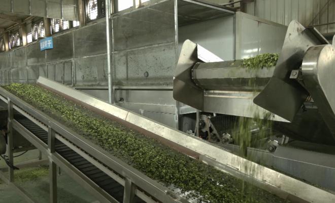 新鲜采收的西蓝花被二次加工(李伟强 摄)