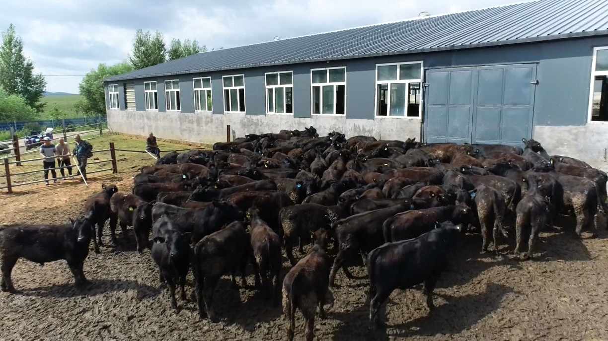 万嘉养殖肉牛养殖基地(徐嘉徽 摄)