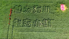 视频 | 以大地为纸 以玉米为墨
                                                        