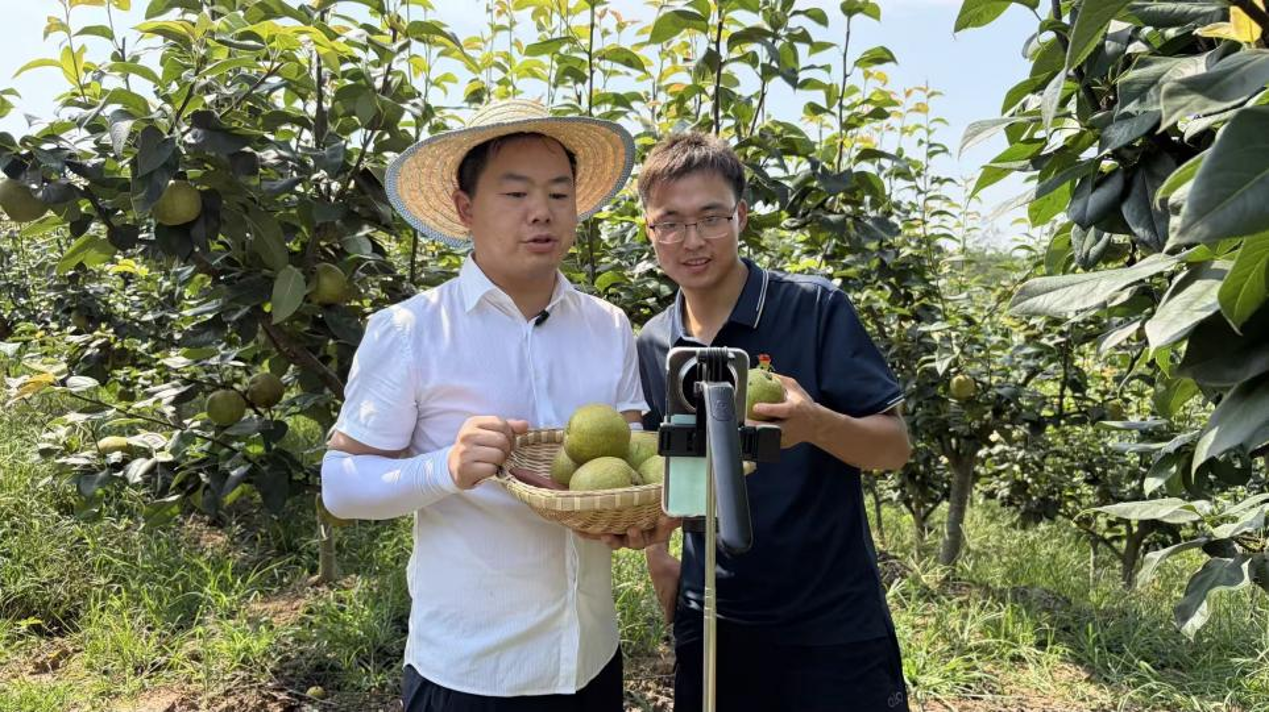 直播卖梨(李茜文 摄)