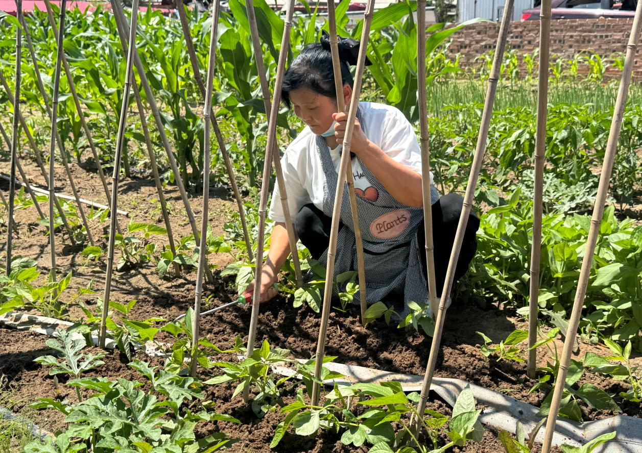刘丽艳在清除菜园内杂草(高冰婵 摄)