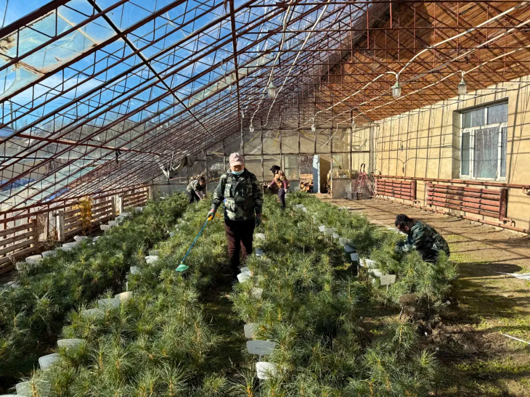 林业局技术人员针对西伯利亚红松开展除草保墒、病虫防治工作。(刘磊 摄)