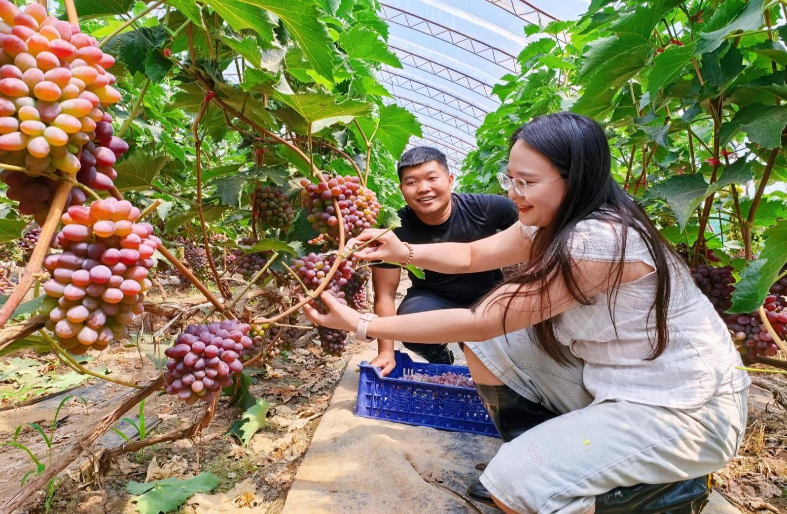 游客采摘茉莉香葡萄(吴月丽 摄)