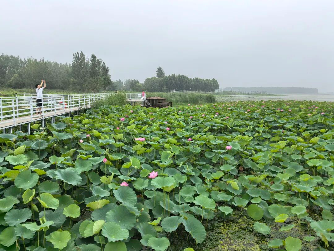 四方湖荷花盛放(张泽 摄)