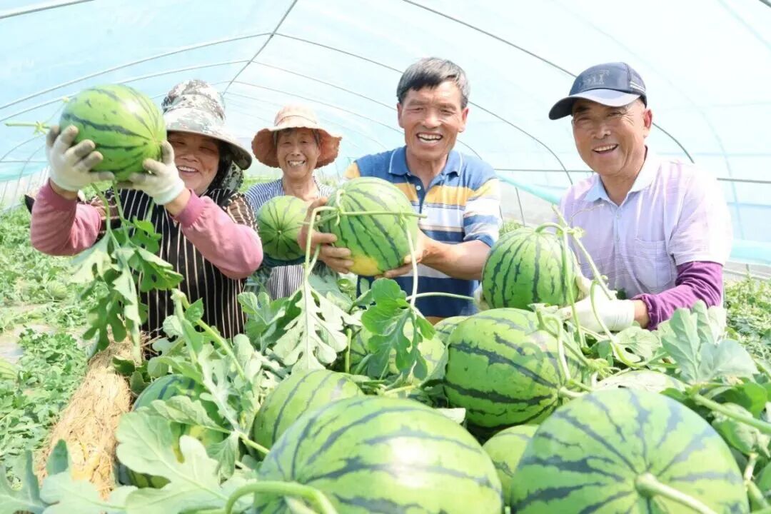 魏集镇张庄村西瓜丰收(陈士洲 摄)