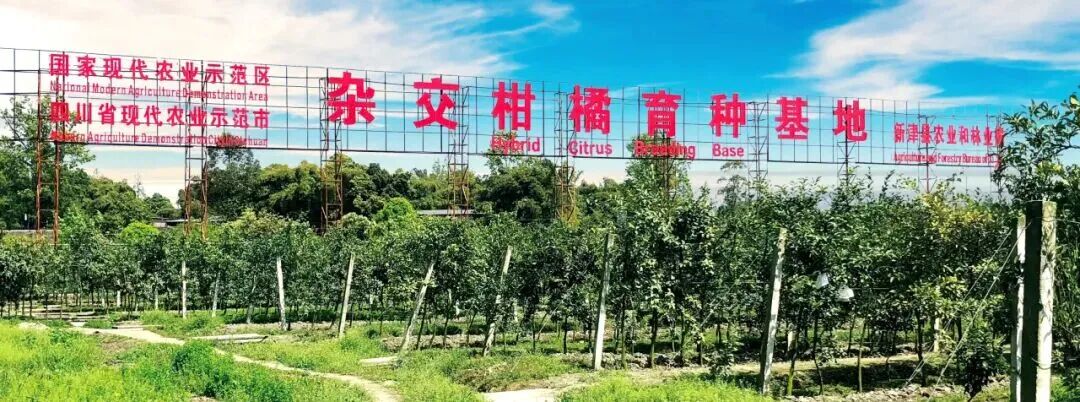陶然柑桔育种基地(陈馨 摄)