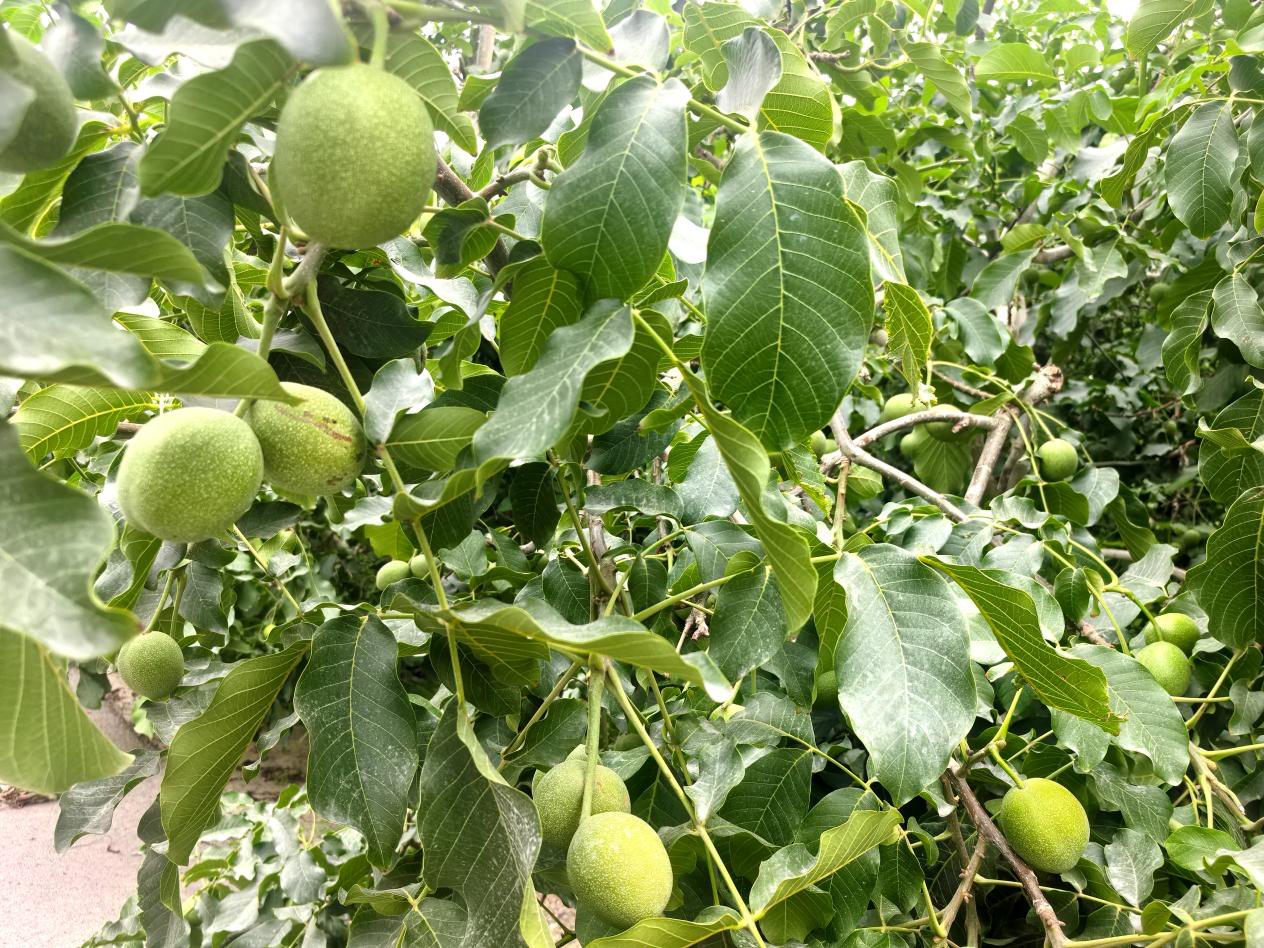 戈壁新村温185纸皮核桃挂满枝头(李哲清 摄)