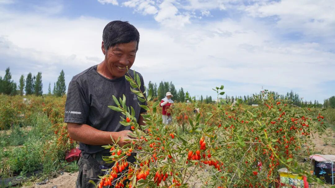 李进(左)和工人一起采摘枸杞。(李正虎 摄)