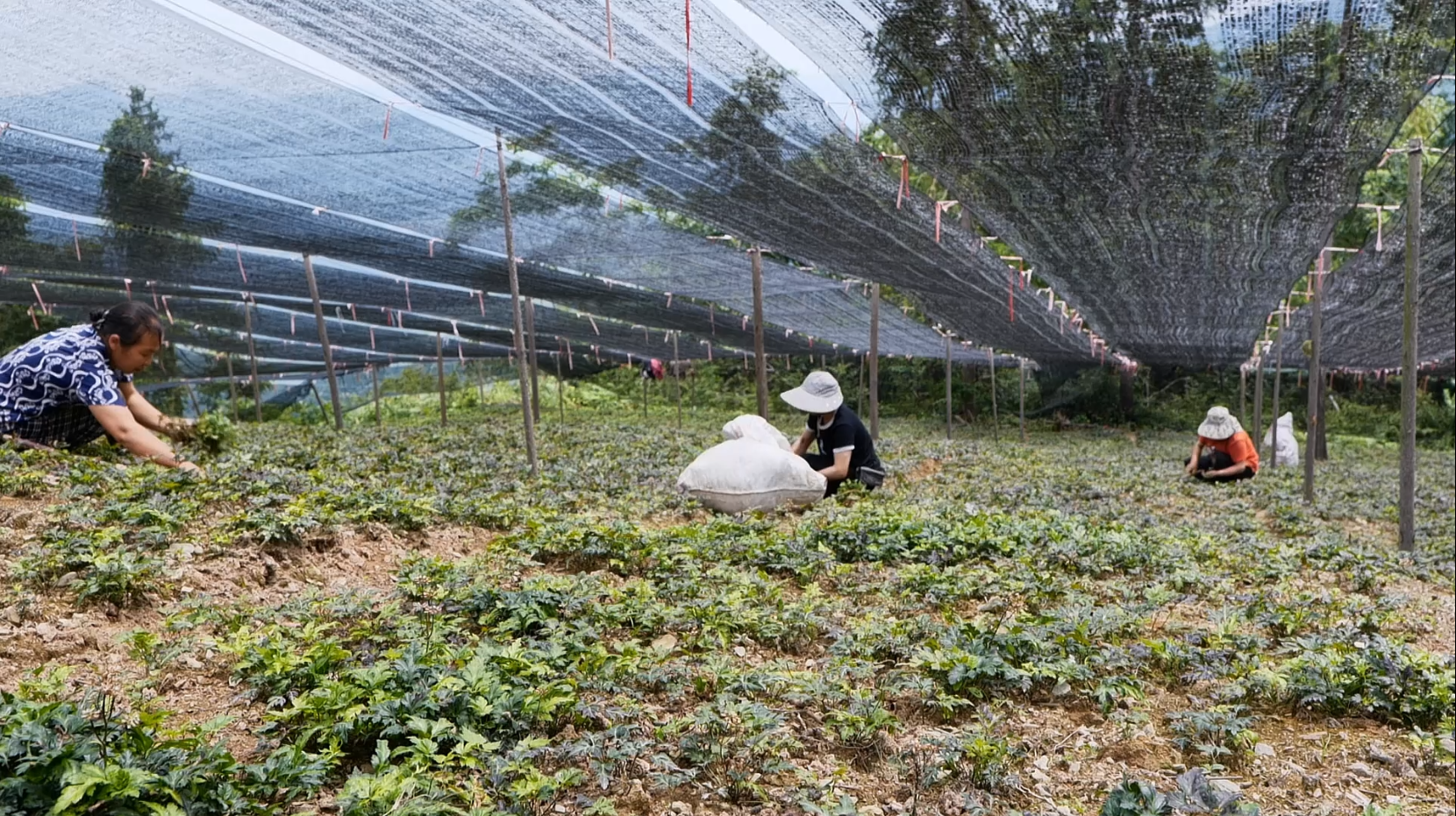 书房村村民在补苗 (曹琳 摄)