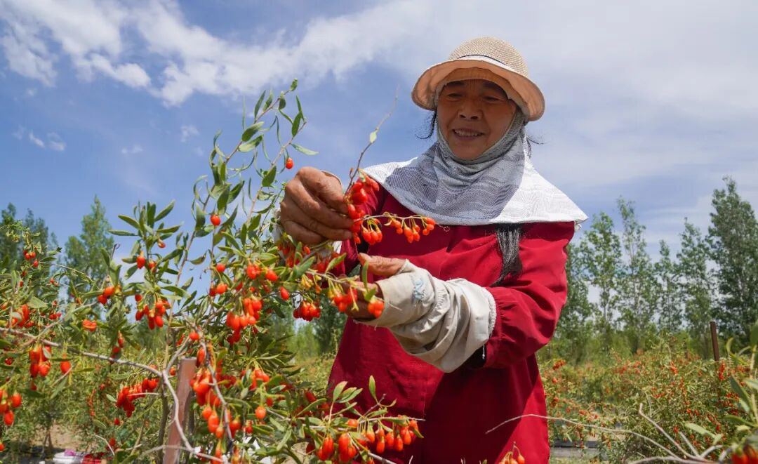 工人在基地采摘枸杞。(李正虎 摄)