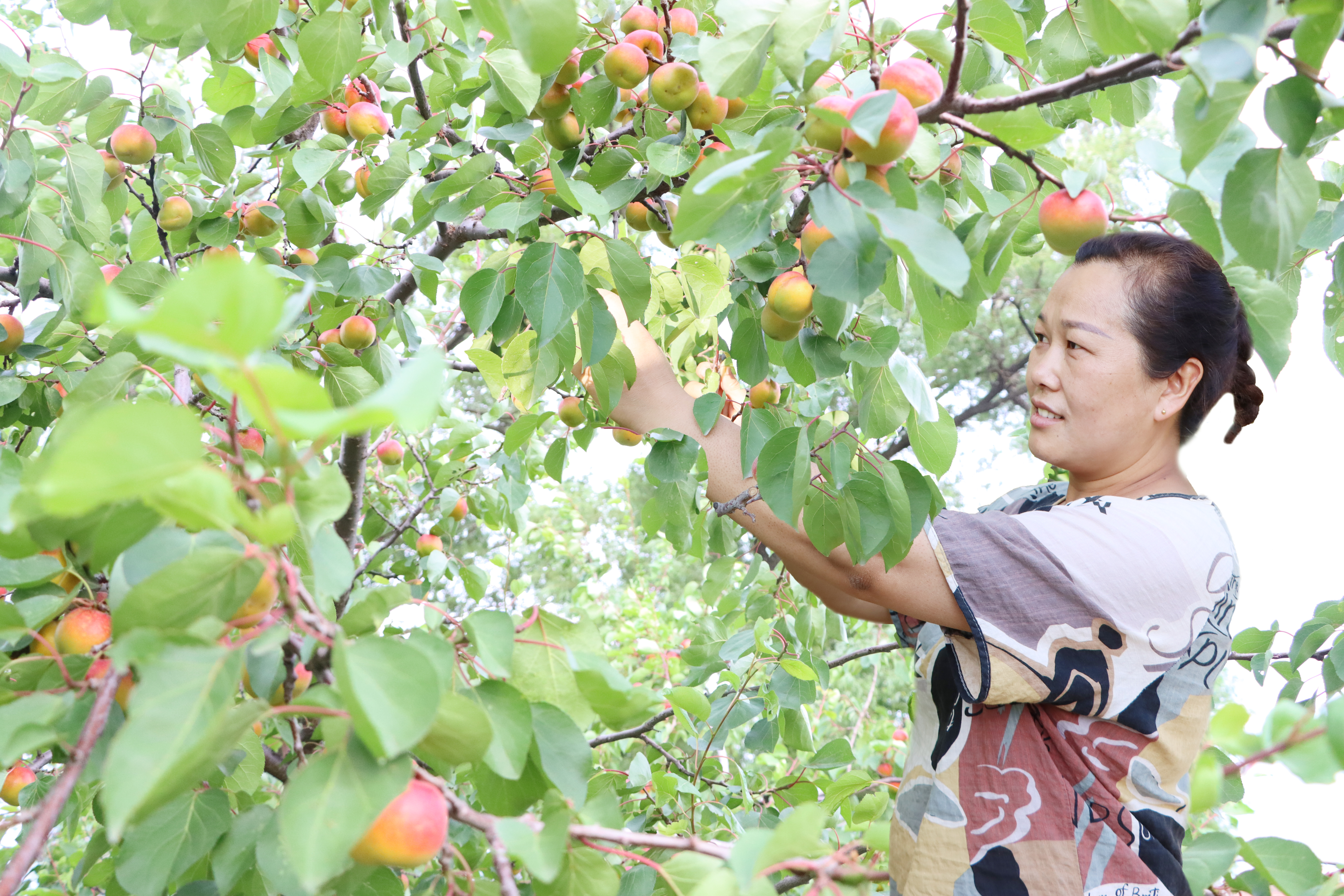 武乡农商银行支持的种植户在采摘梅杏 (李静 摄)