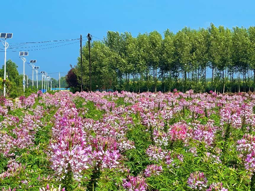 醉蝶花(姚杨 摄)