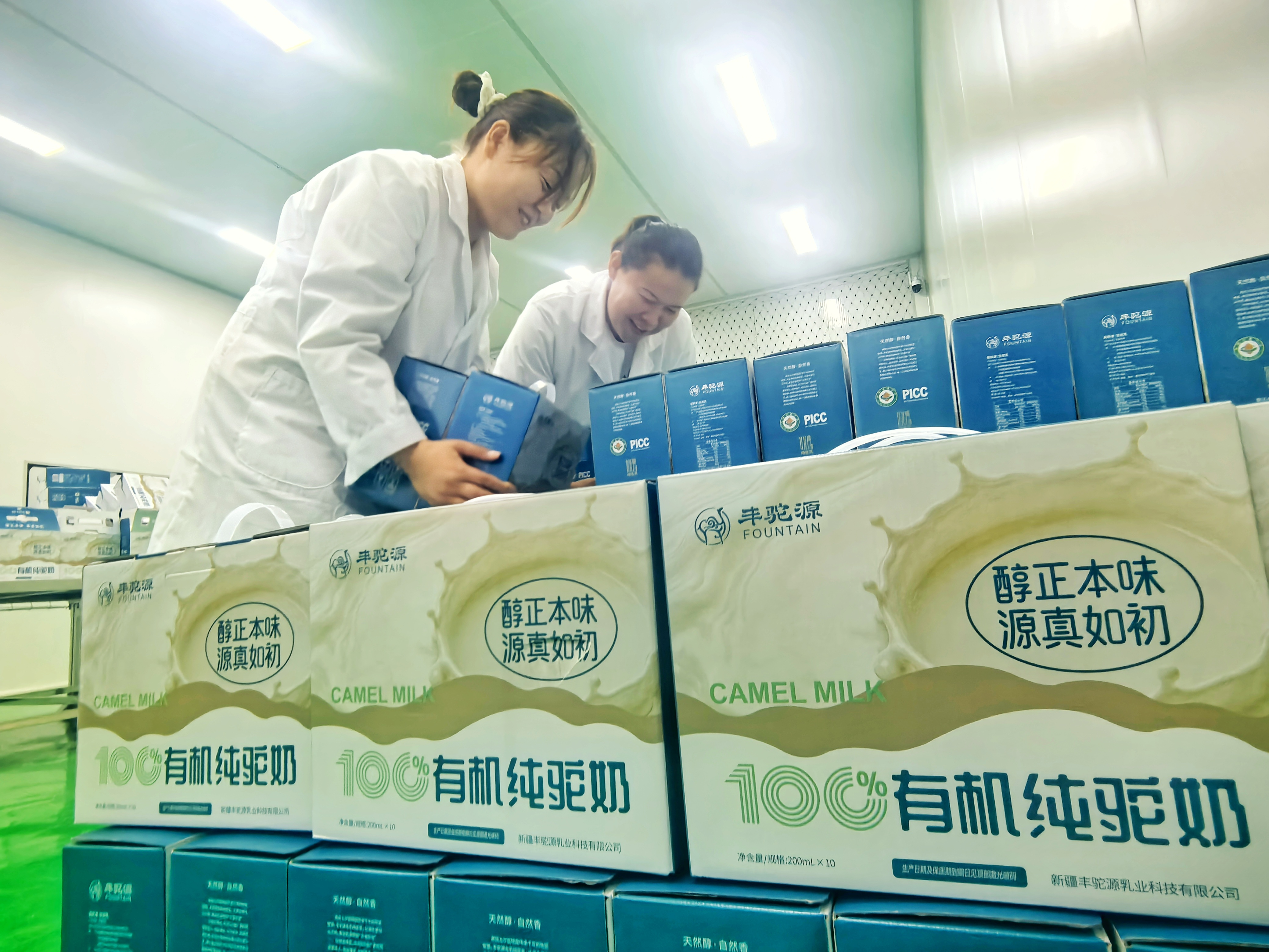 外包车间工作人员胡兵强和帕娜尔古丽正在把包装好的液态驼奶摆放整齐。(宋霞 摄)
