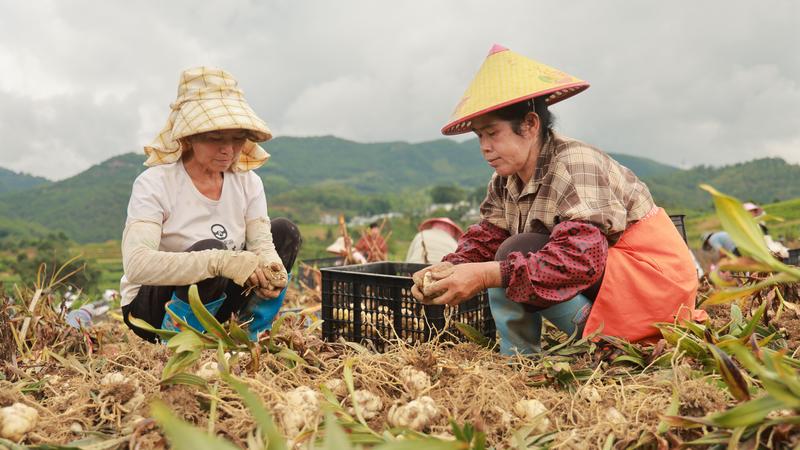 食用百合采收现场(刘鹏 摄)