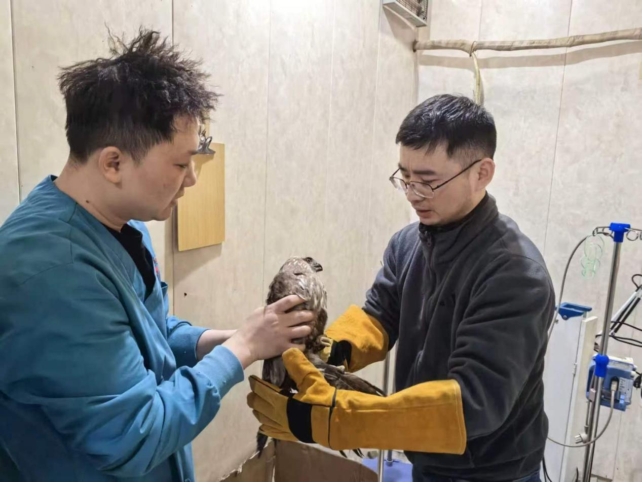 救护保护动物(倪聪 摄)
