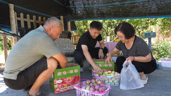 江国超(左一)和社区干部在新鲜李子分拣装箱(李文静 摄)