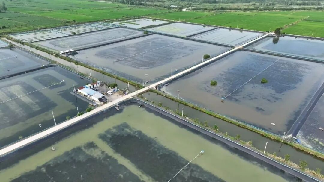 螃蟹养殖基地 (沈懿 摄)