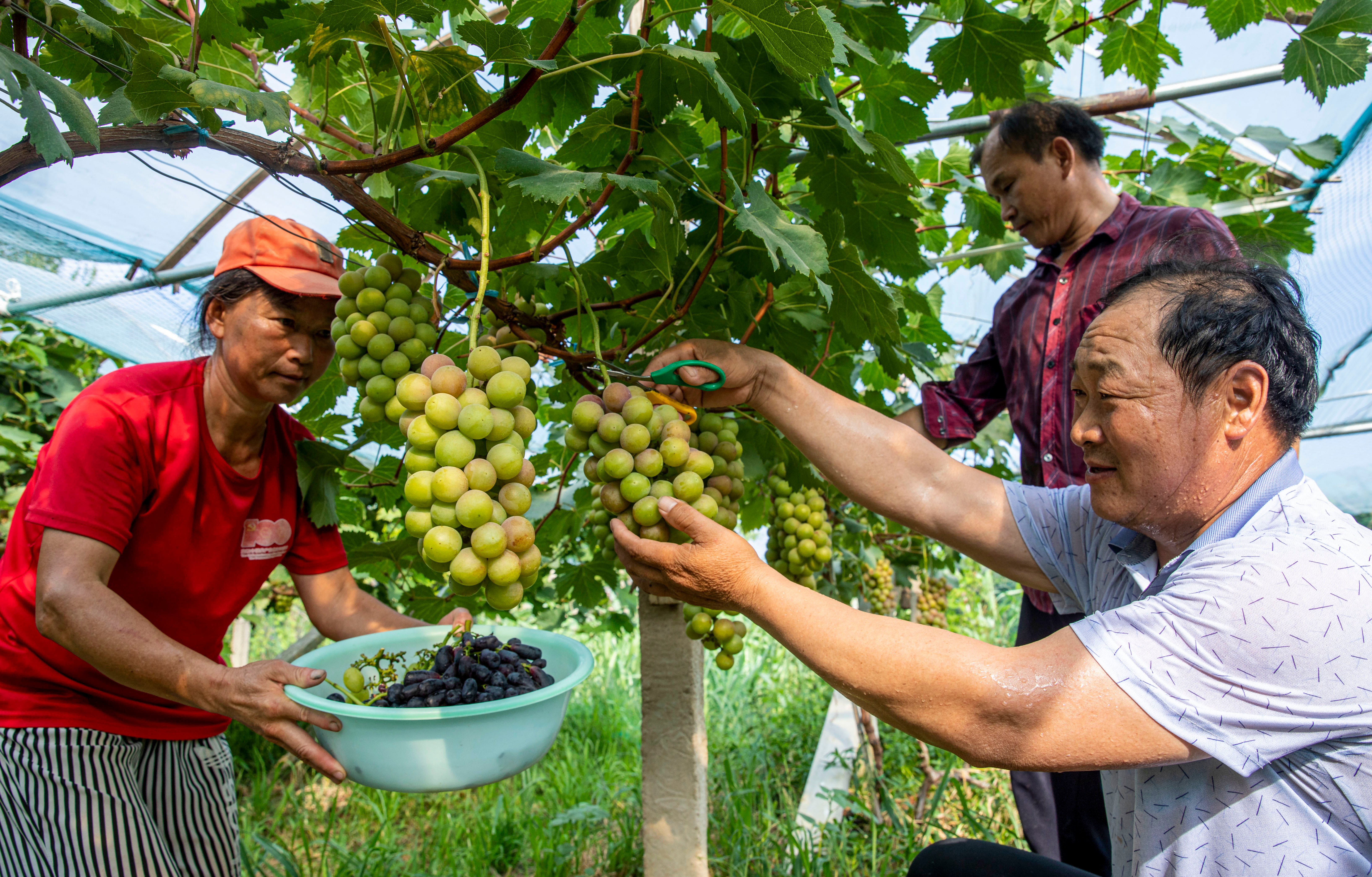 葡萄种植基地迎来甜蜜丰收季 (高文姐 摄)