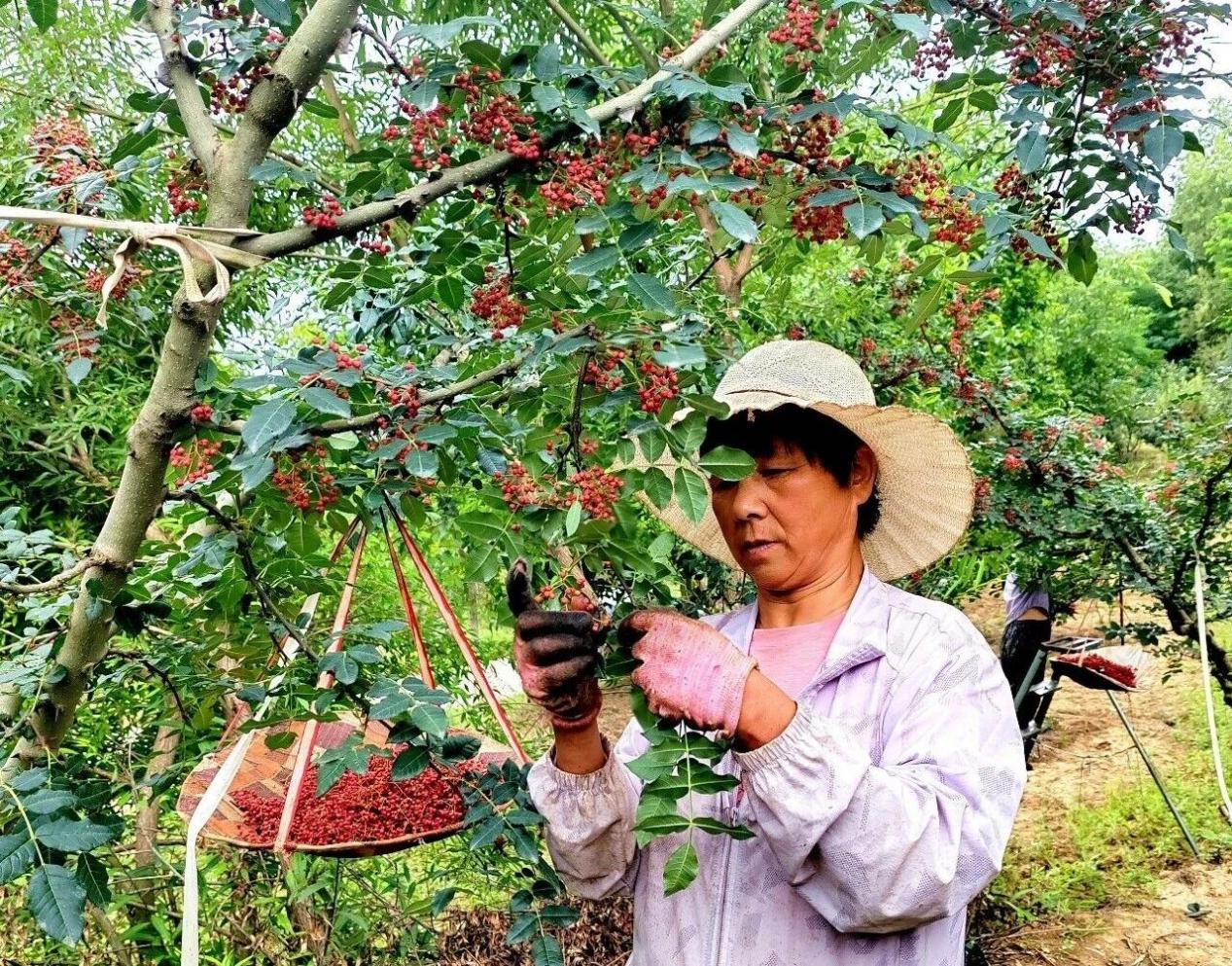 椒农们正在采摘花椒(吕飞 摄)