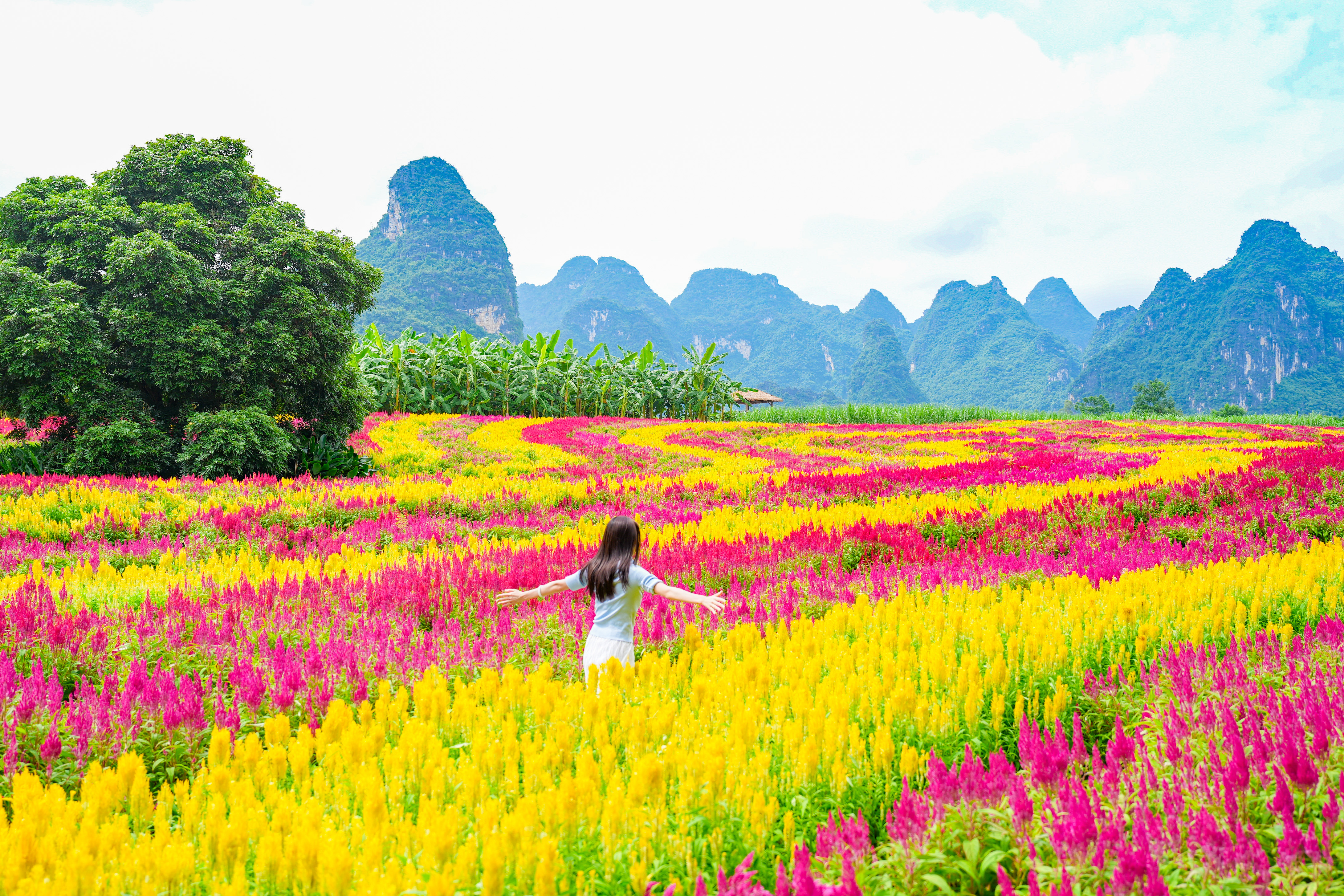 峒那屿湾穗冠花海(周桂芬 摄)