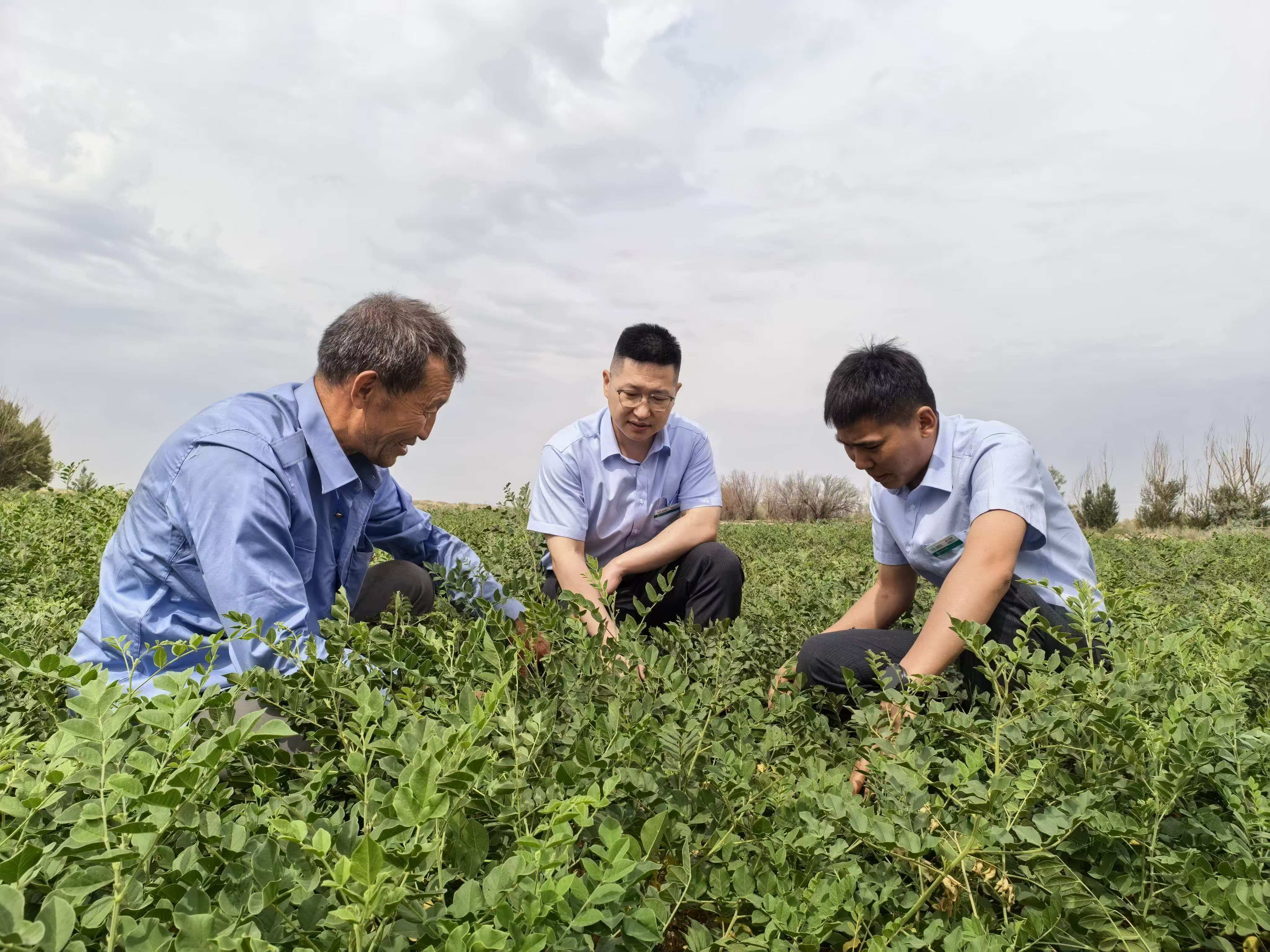 农行民勤县支行客户经理在甘草种植示范基地查看甘草长势 (张金辉 摄)