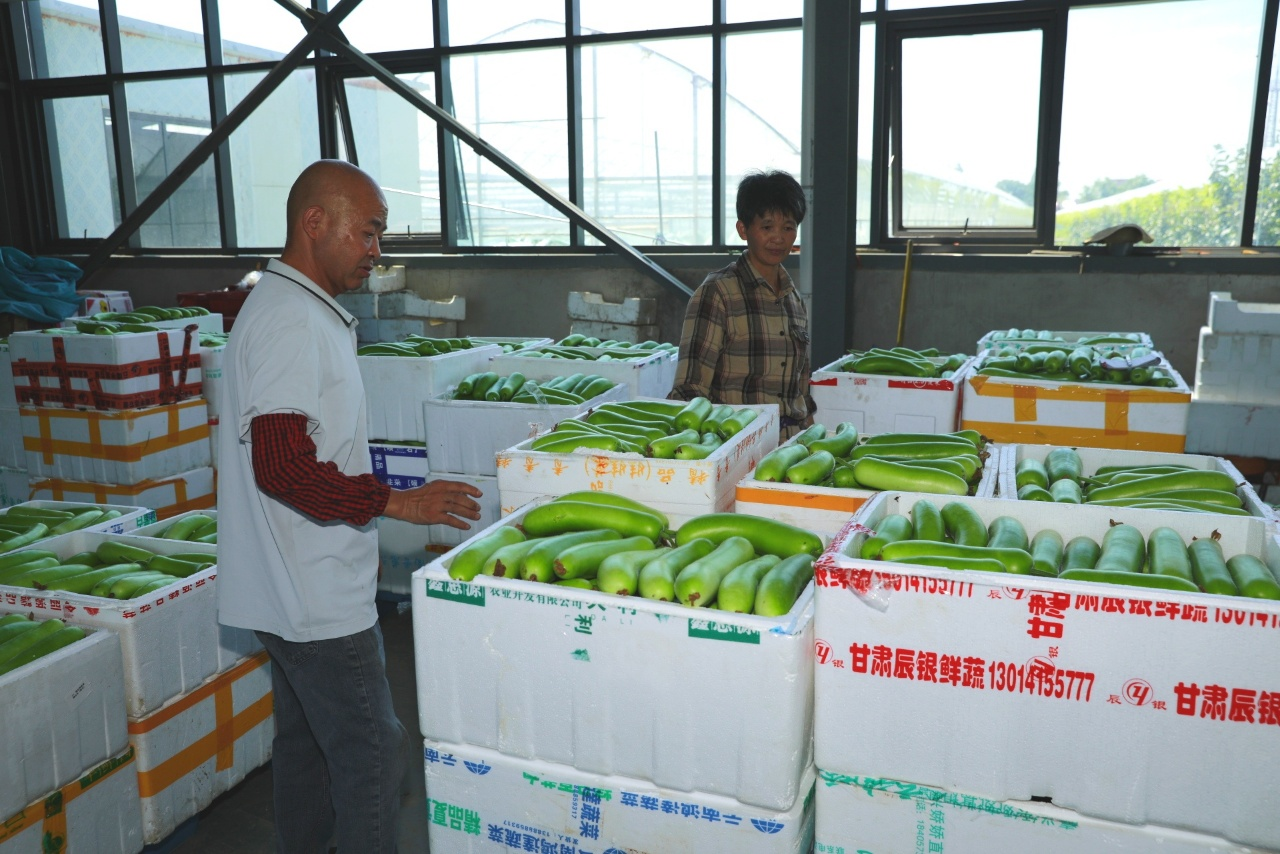 采摘好在蔬菜仓库准备发外市场的蔬菜(冯玉坤 摄)