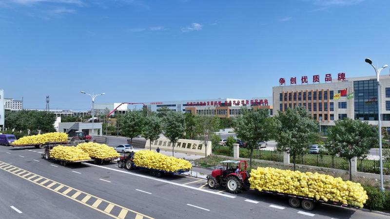 发往市场(王宝林 摄)
