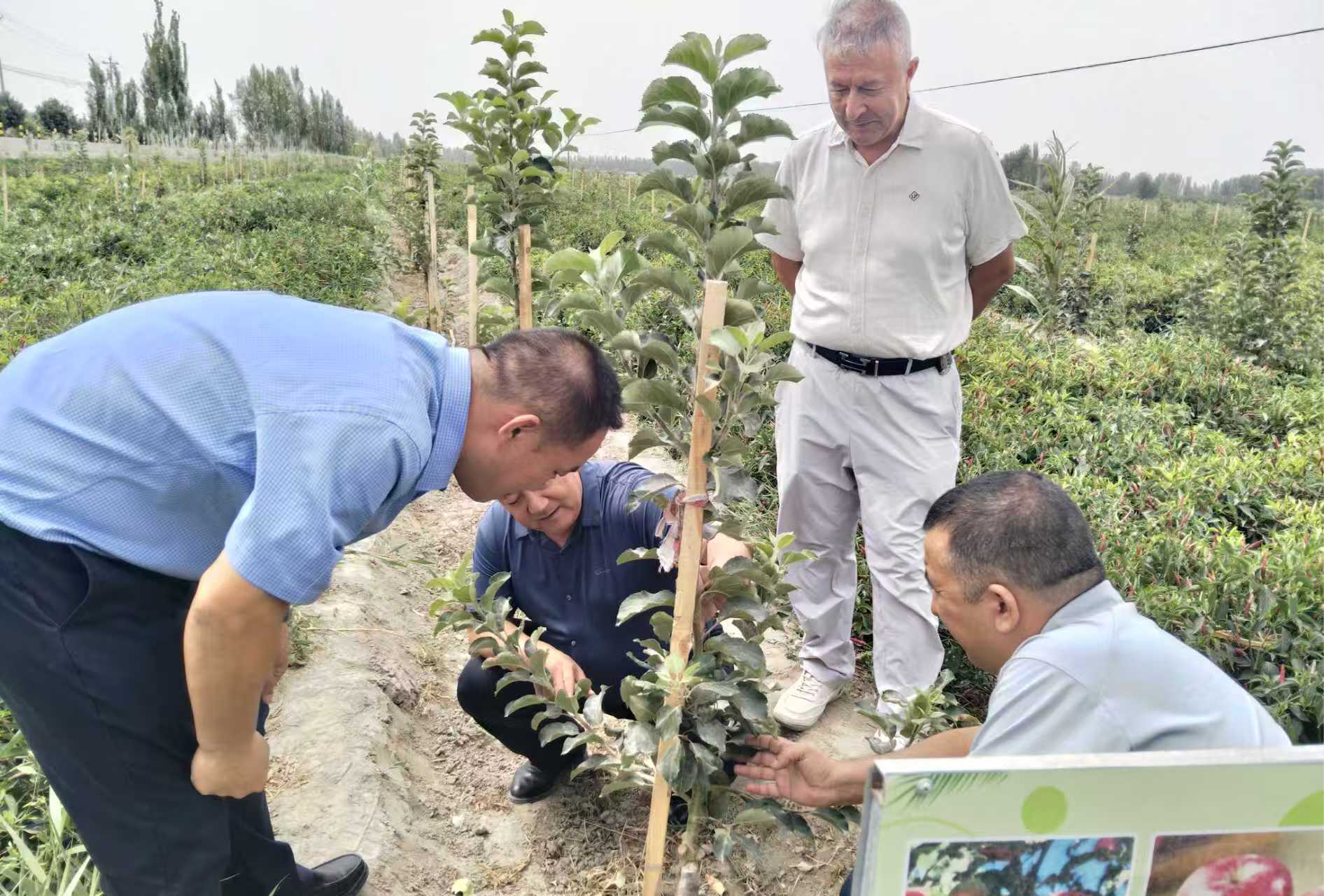 技术服务人员为果农们讲解种植技术。(努尔曼·吐尔洪 摄)