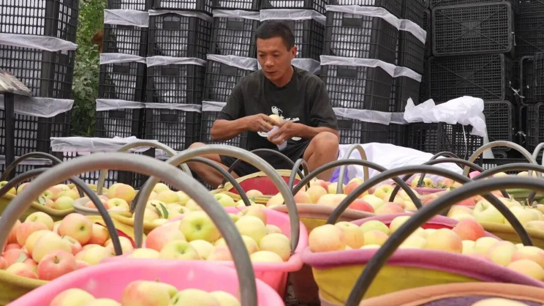 果农对嘎啦苹果进行分装(孙季鸿 摄)