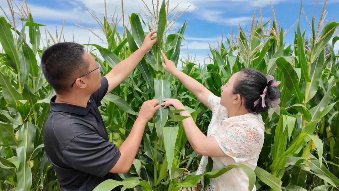 农科所玉米研究技术员现场“把脉”传经送技 (郭盛 摄)