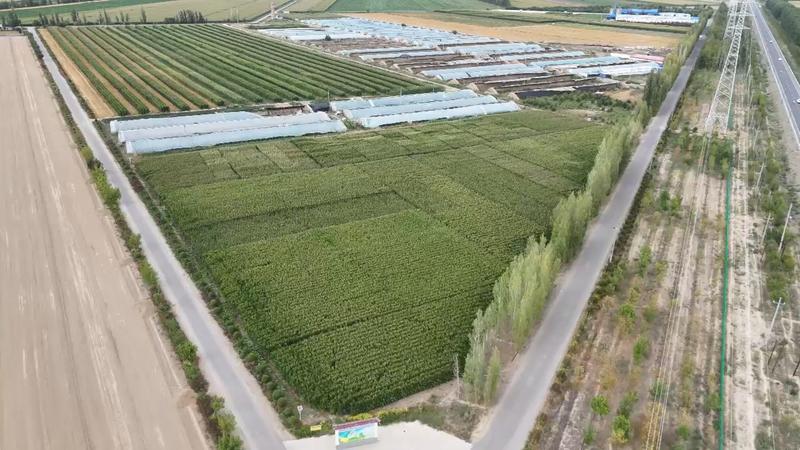 自治区农业科学院作物研究所额敏综合试验示范基地航拍图 (苏镘羽 摄)