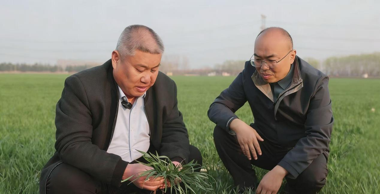 小麦生长初期,安驾庄镇洼里村党委书记刘太钢(左)与山东农业大学副教授陈国庆察看苗情。(张静 摄)