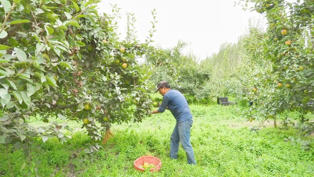 吐格贝希村香梨种植基地(刘鑫 摄)
