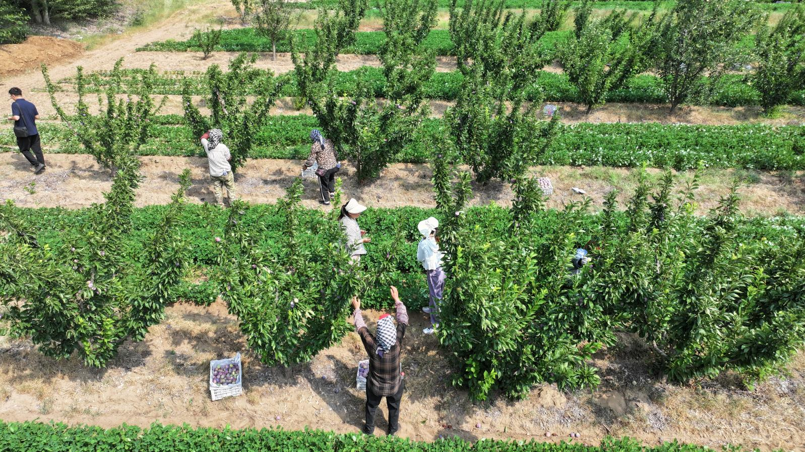 工人们在采摘贵妃李子 (胡立忠 摄)