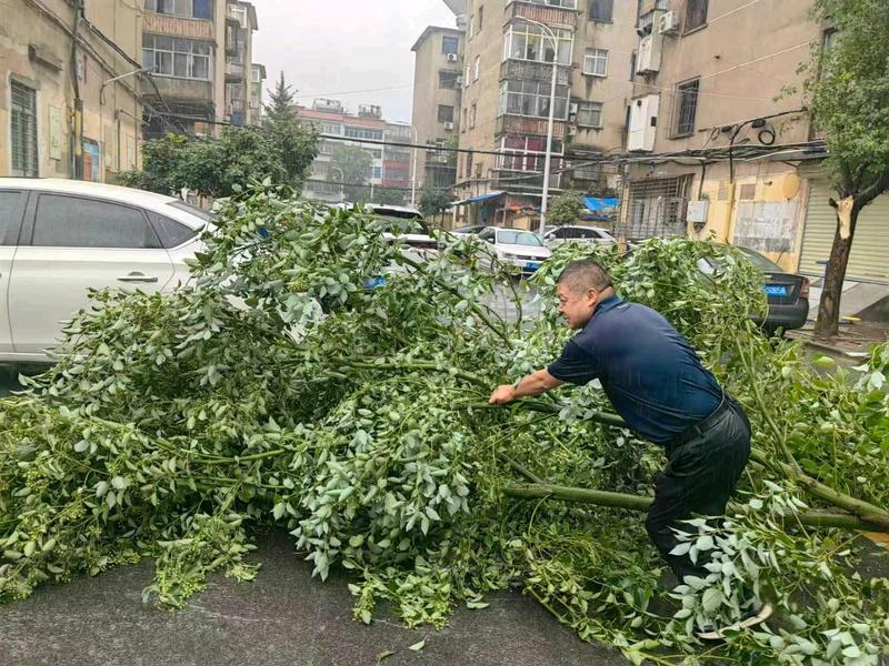 樊城区铁三院社区工作人员移除拦路树木(薛魏雨 摄)