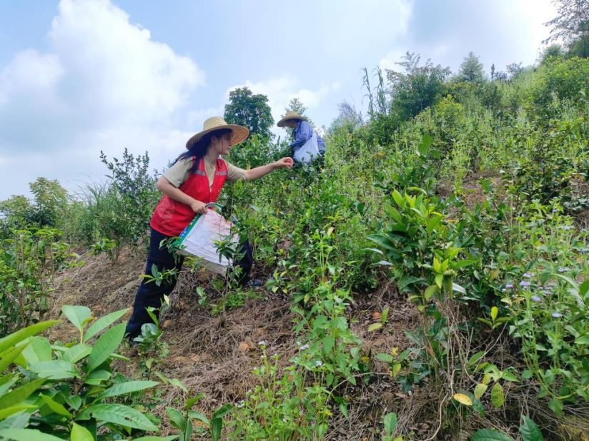 冯凰(左)正在检查六堡茶茶叶长势(钟锦霞 摄)