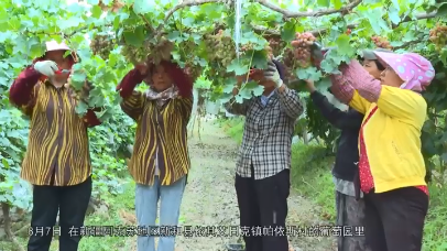 视频 | 葡萄飘香迎丰收 特色产业兴乡村
                                                        