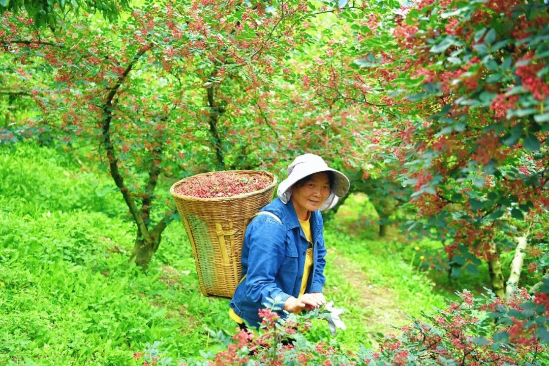 农户采收花椒(杨光富 摄)