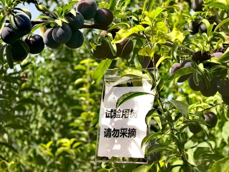 果树育苗基地的“圣玫瑰李”试验果树(孙季鸿 摄)