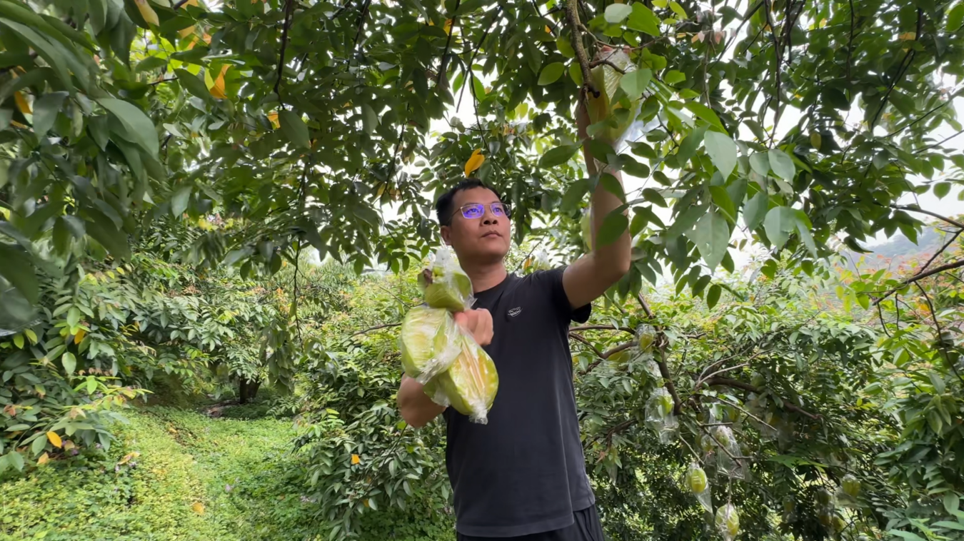 姚炳金正在采摘杨桃(吴玟军 摄)